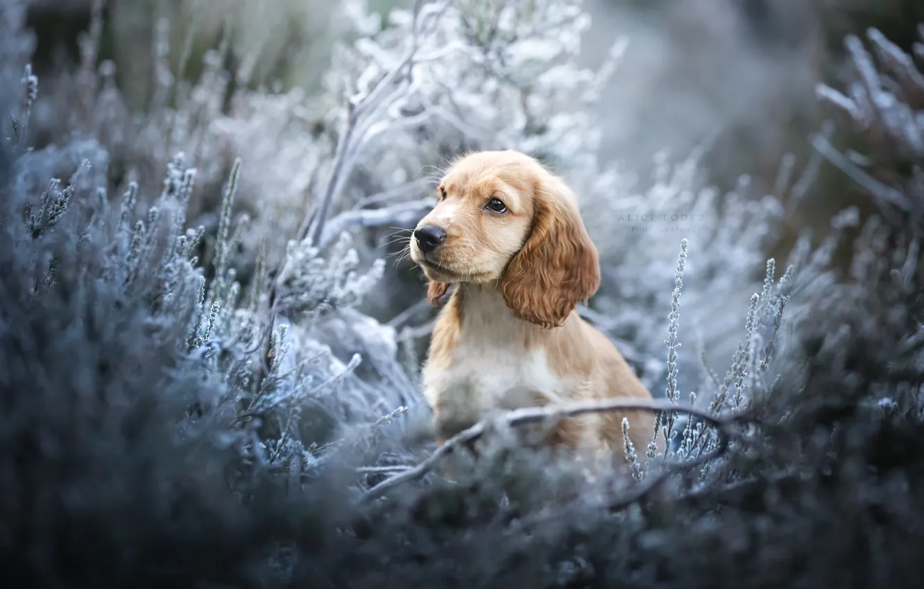 Photo wallpaper frost, grass, dog, English Cocker Spaniel