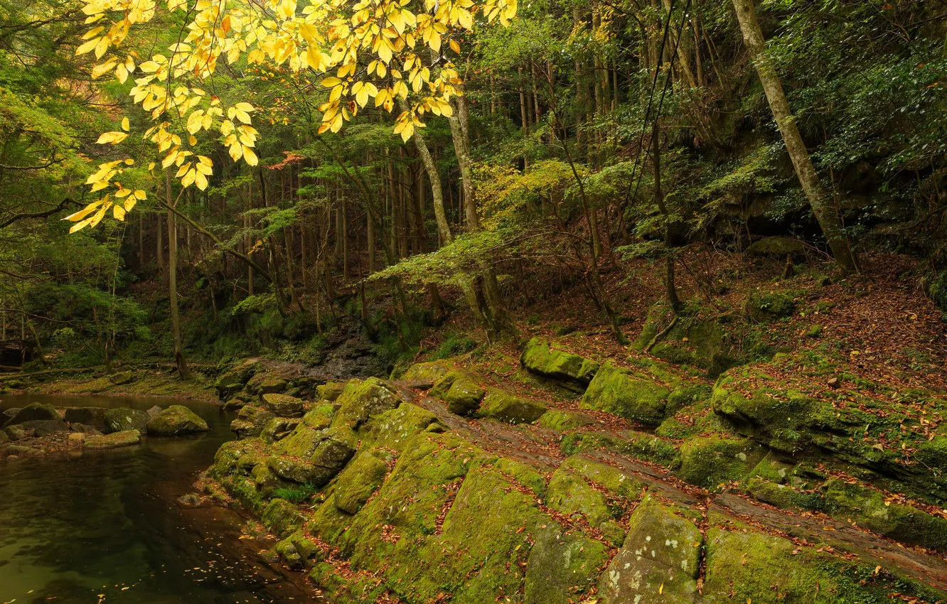 Photo wallpaper autumn, forest, trees, rock, river, stones