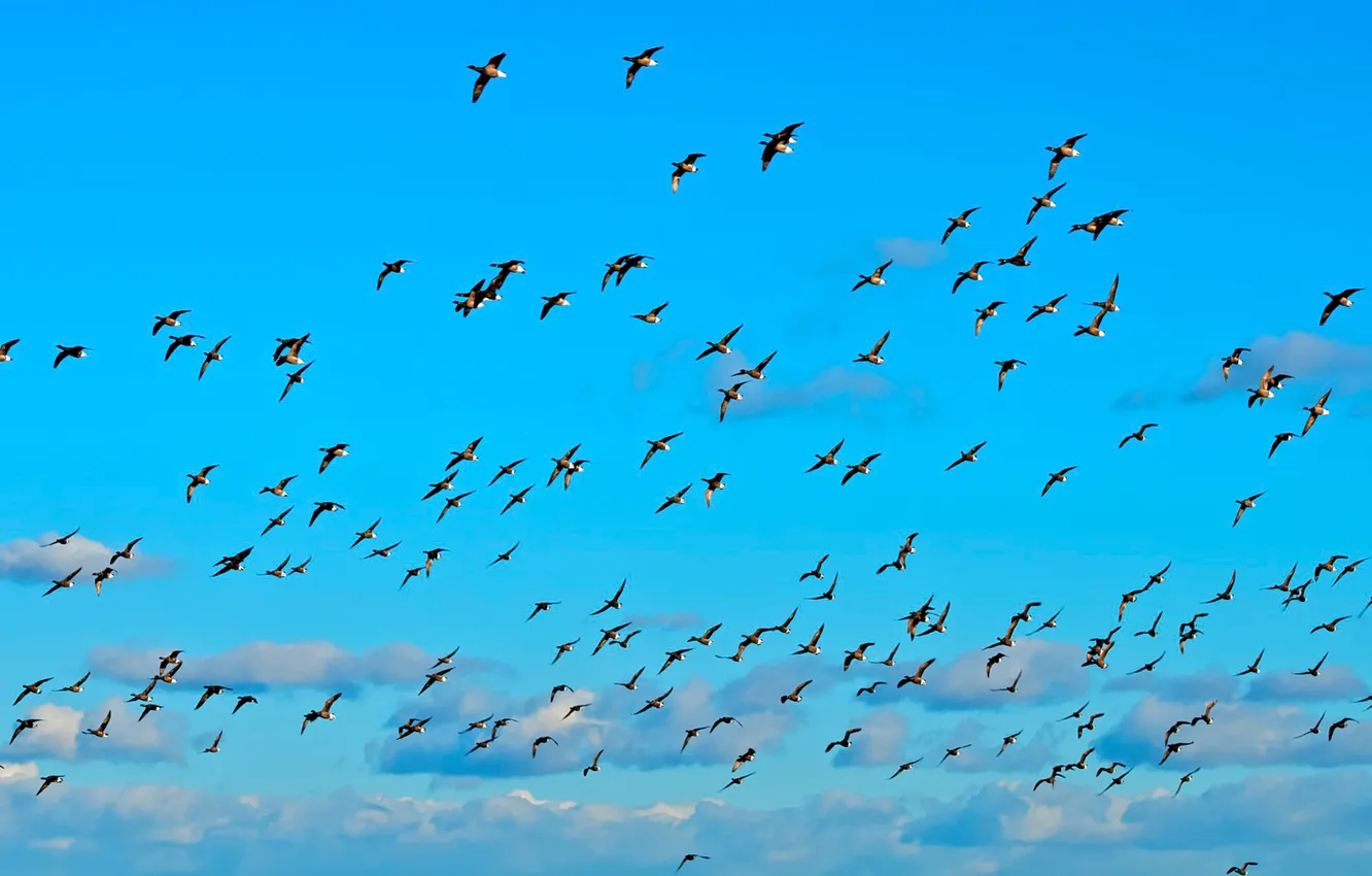 Photo wallpaper the sky, clouds, birds, pack