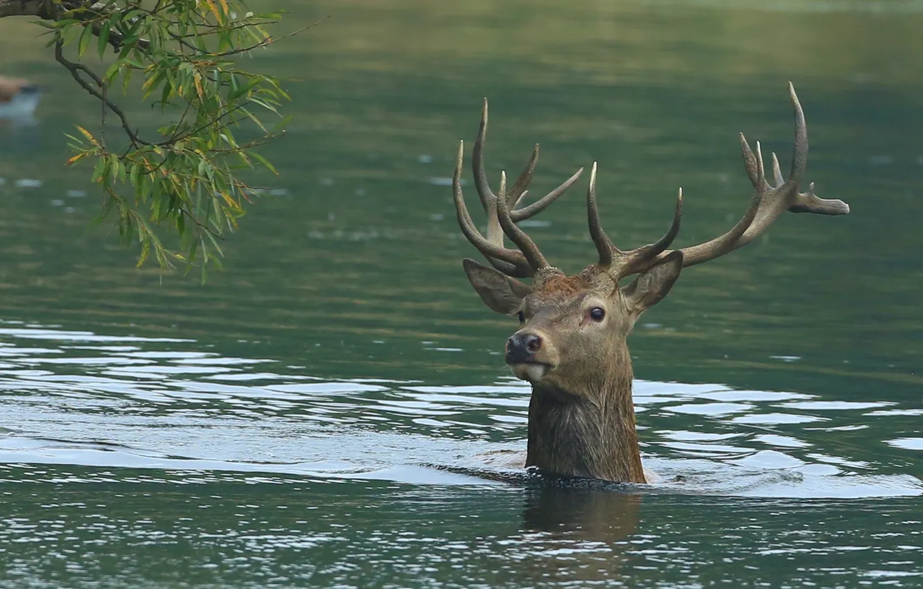 Photo wallpaper water, river, branch, deer, horns