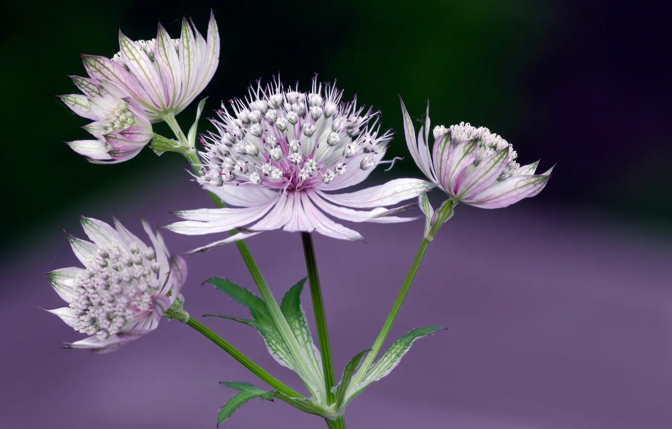 Photo wallpaper macro, nature, plant, stem, exotic, inflorescence