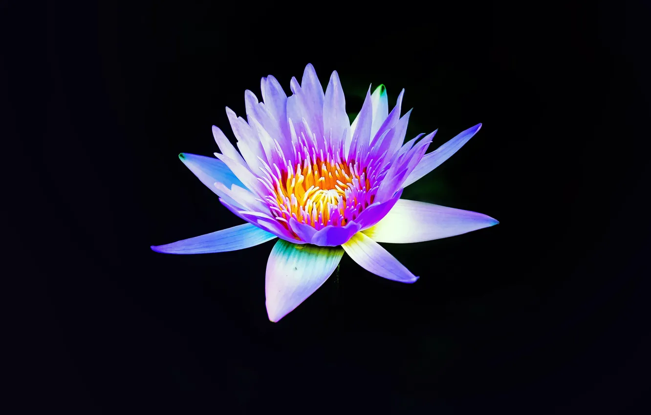 Photo wallpaper flower, purple, petals, bloom