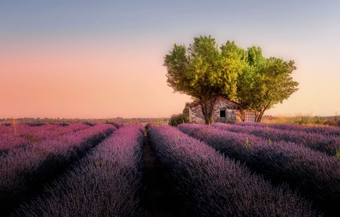 Photo wallpaper field, summer, the sky, trees, flowers, France, the evening, the barn