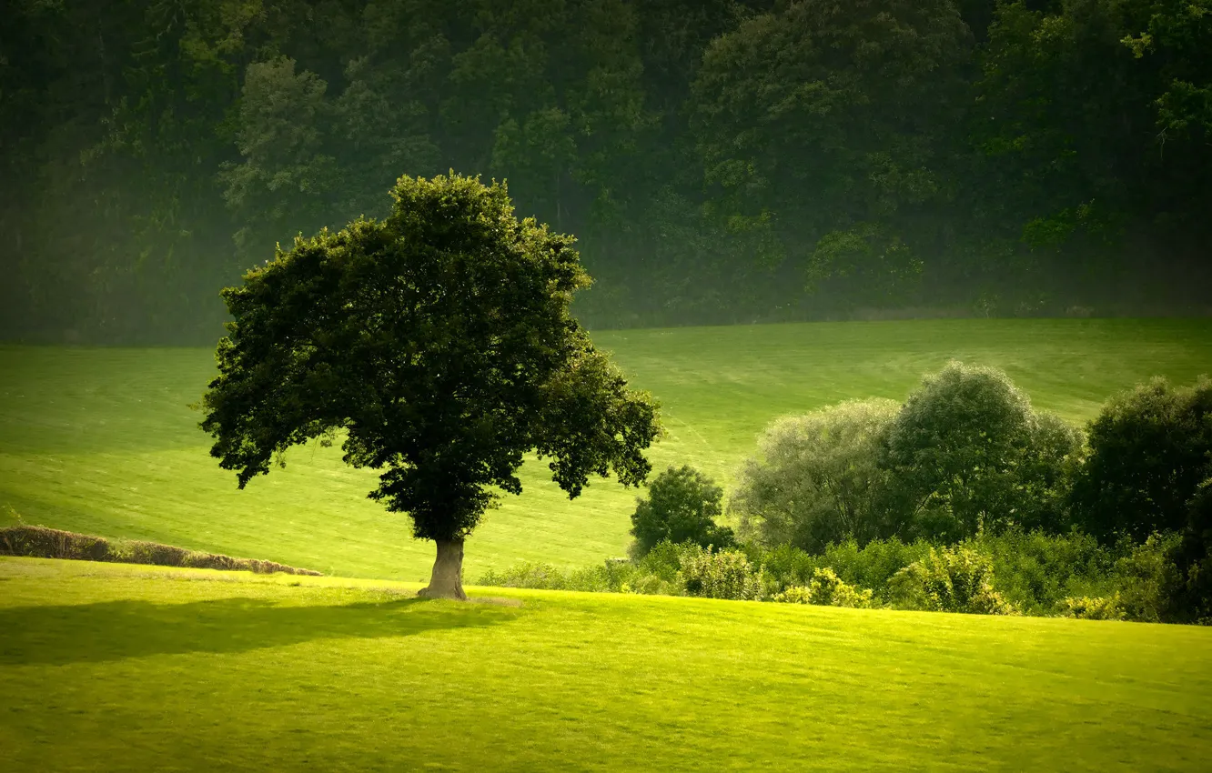 Photo wallpaper greens, forest, summer, tree, meadow