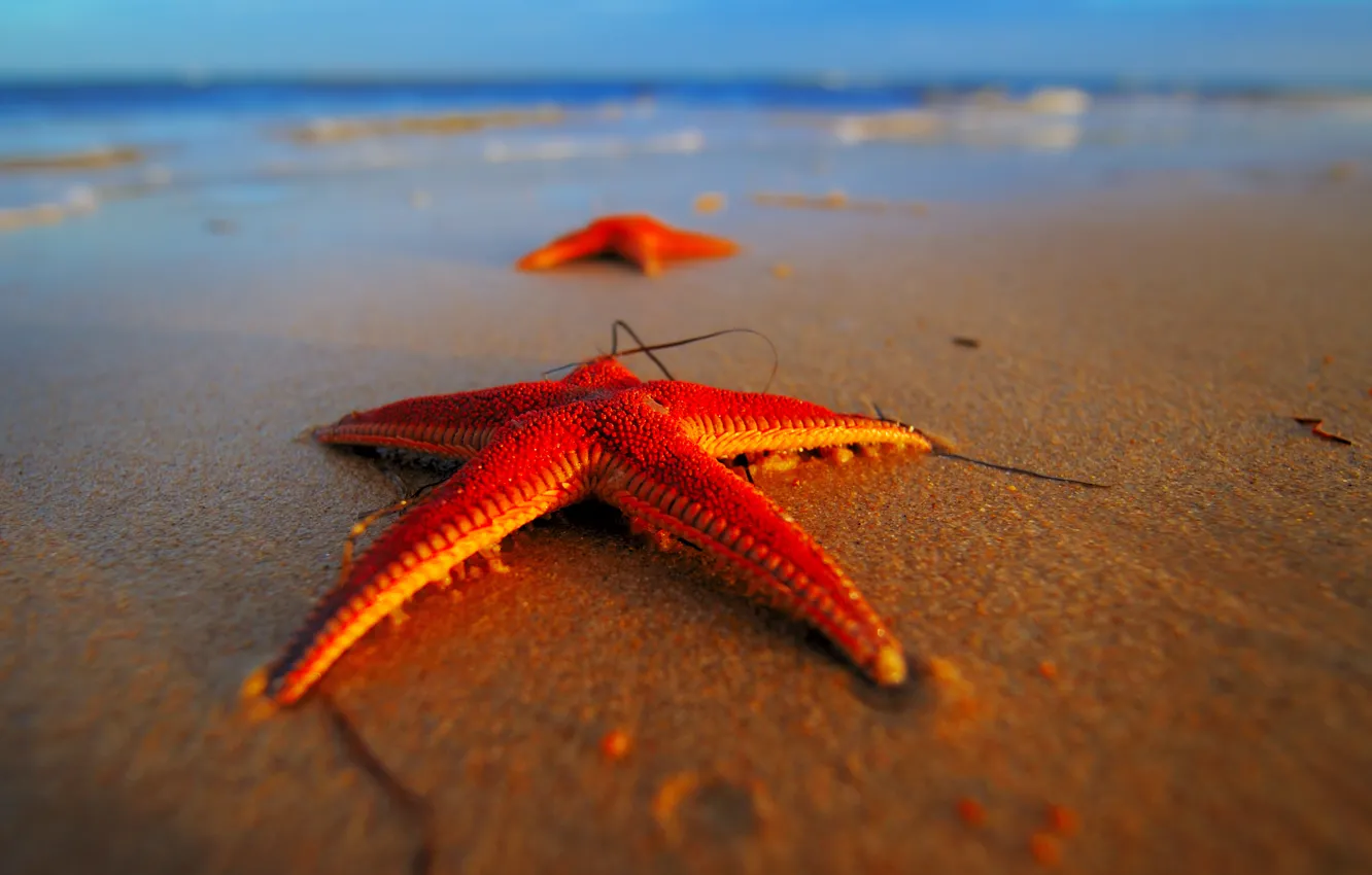 Photo wallpaper sea, beach, stars, macro, red