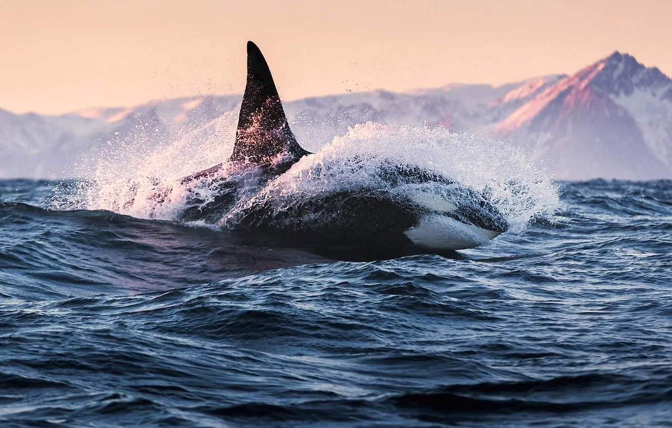 Photo wallpaper the ocean, hunter, whale