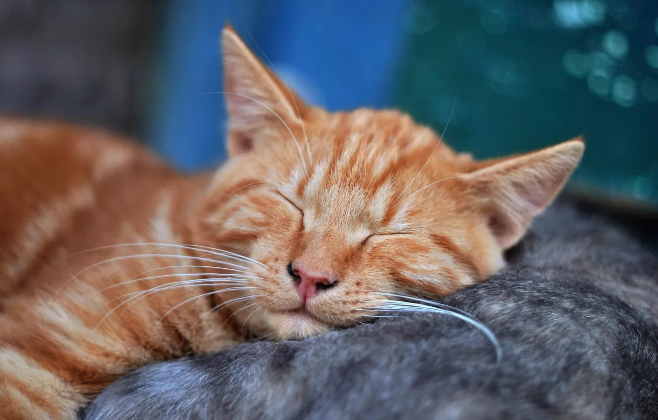 Photo wallpaper cat, dream, cat, mustache, face, dream, sleeping, kitty