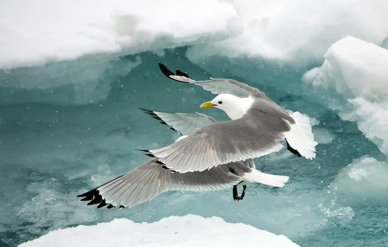 Photo wallpaper water, snow, bird, Seagull, flight