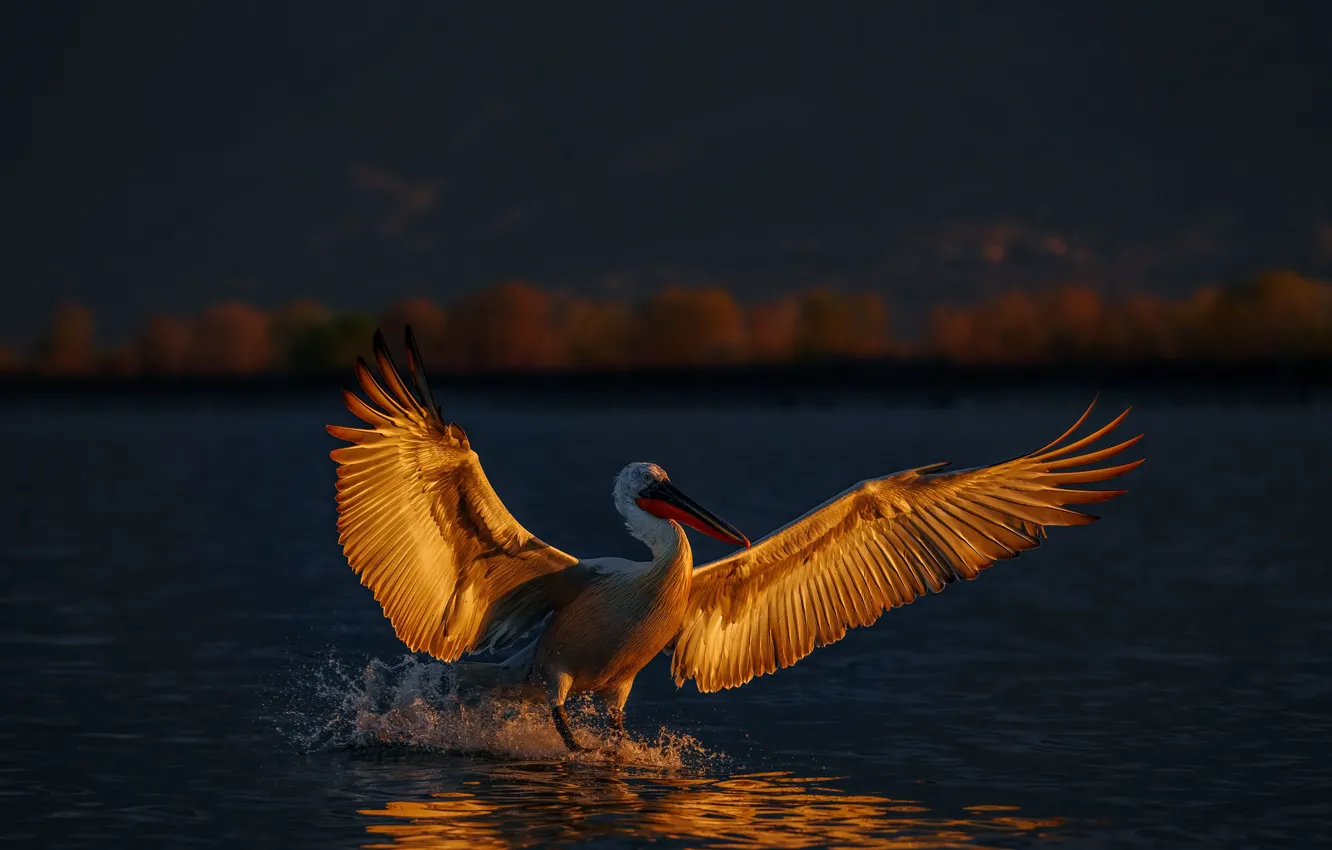 Photo wallpaper light, bird, wings, the evening, stroke, Pelican