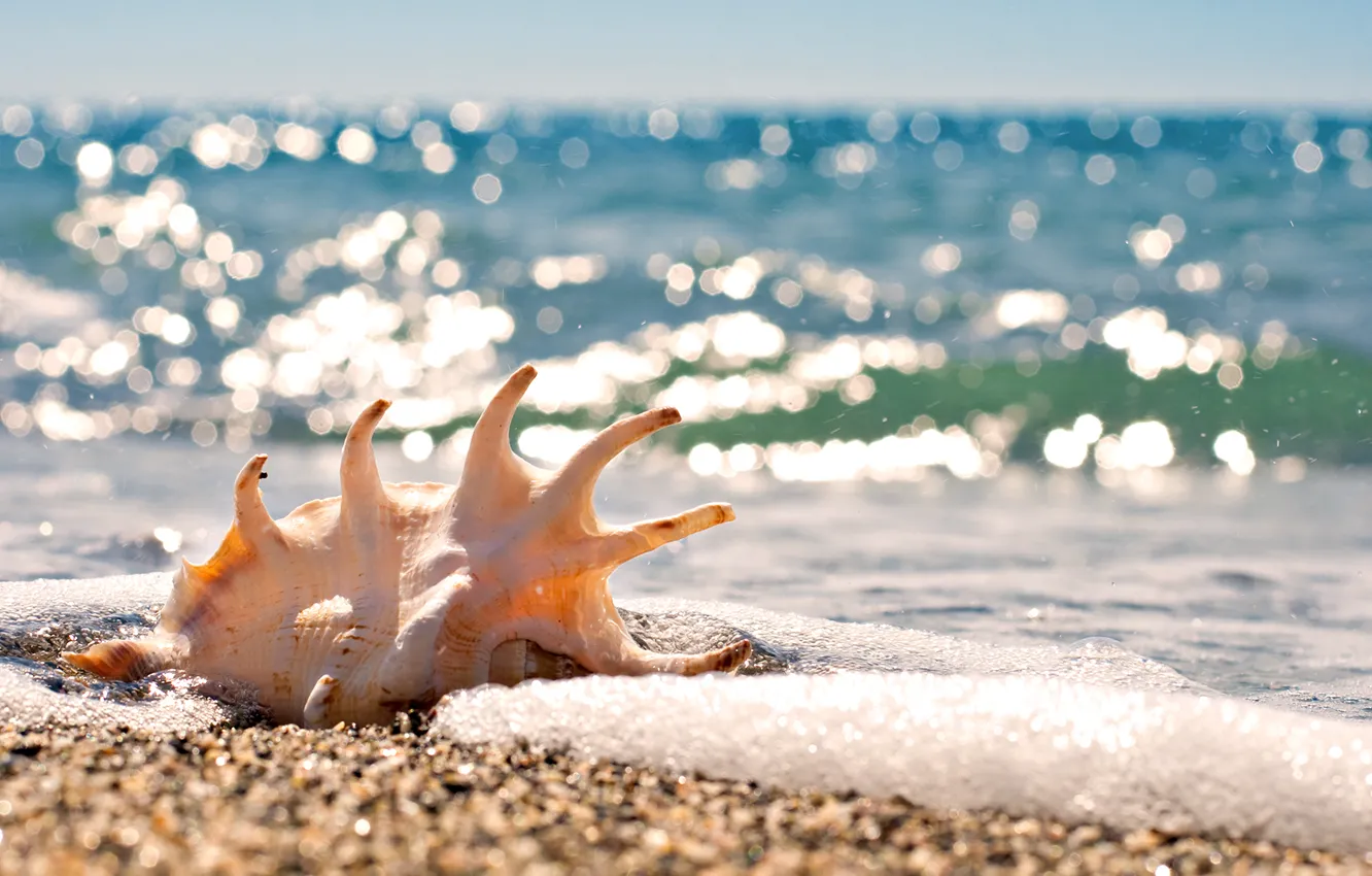 Photo wallpaper BEACH, STONES, SEA, FOCUS, SHORE, SHELL