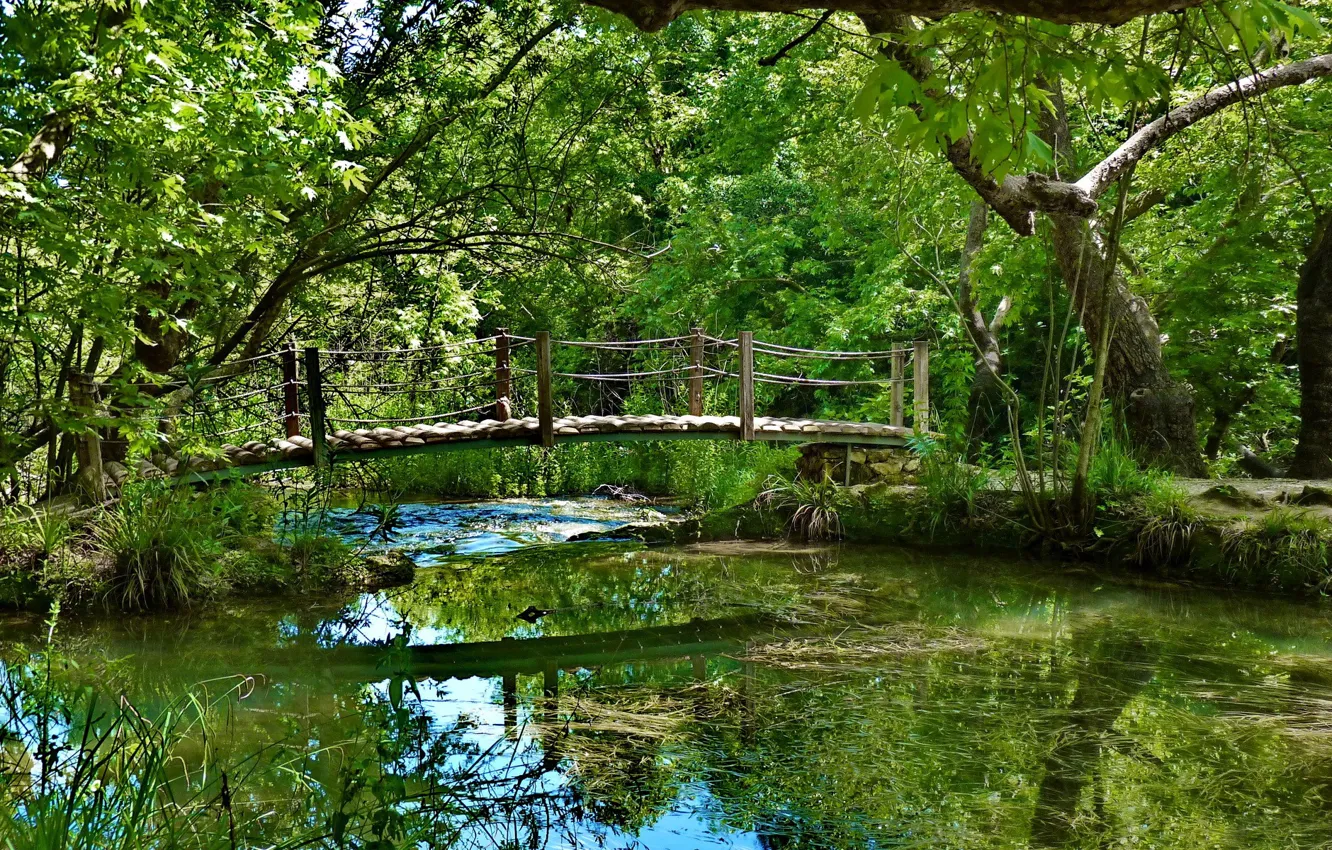 Photo wallpaper greens, forest, water, trees, algae, bridge, reflection, vegetation