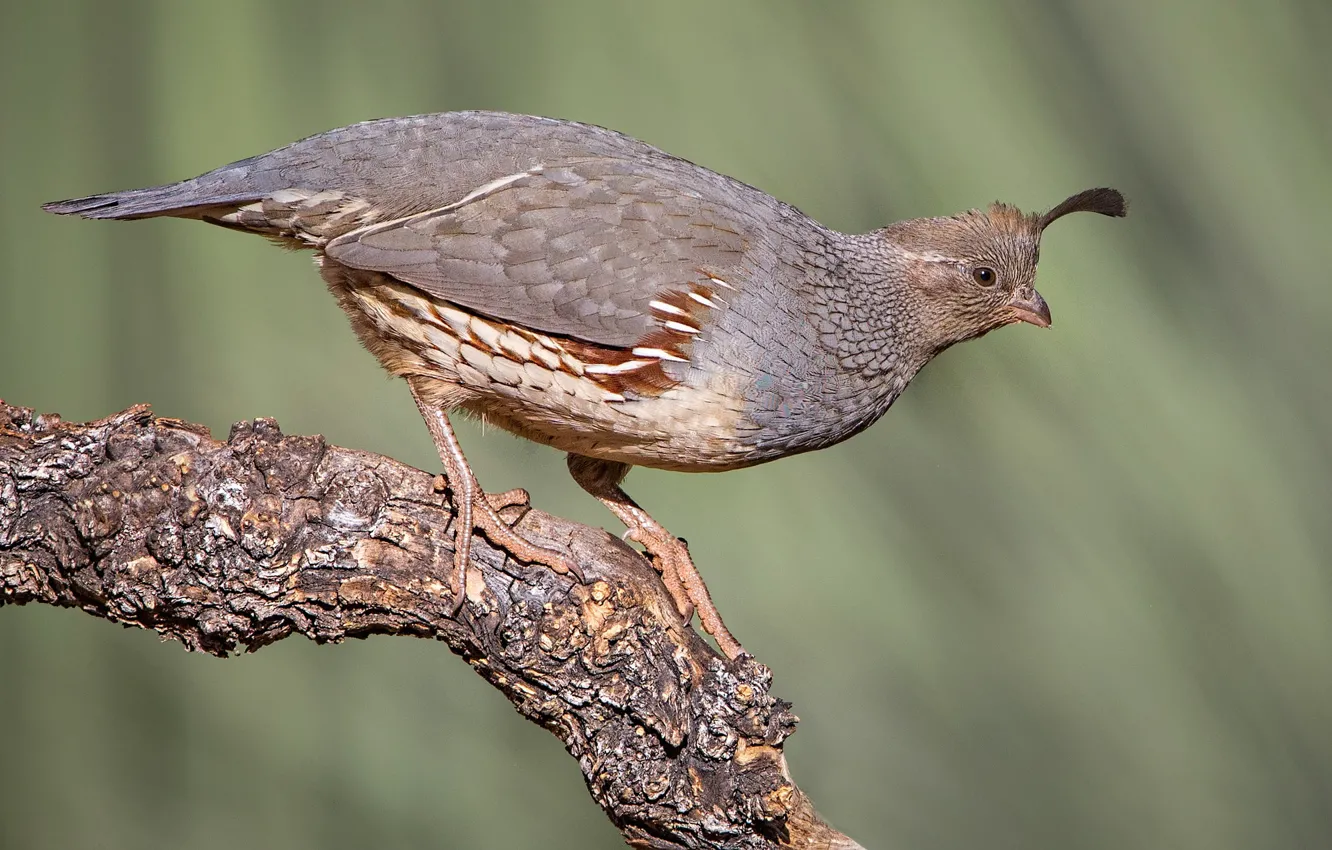 Photo wallpaper branches, nature, bird, common quail crested