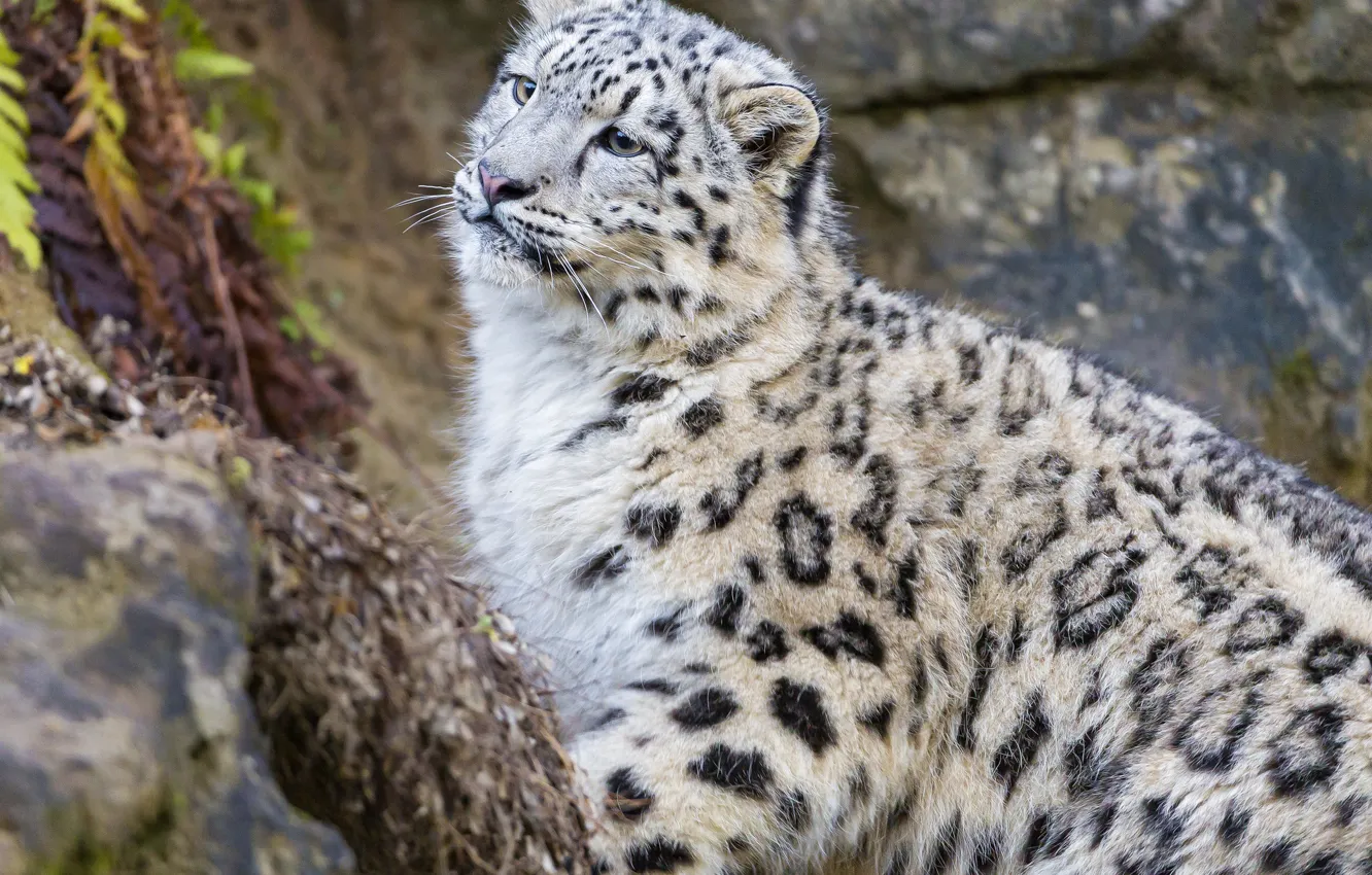 Photo wallpaper cat, look, IRBIS, snow leopard, kitty, ©Tambako The Jaguar