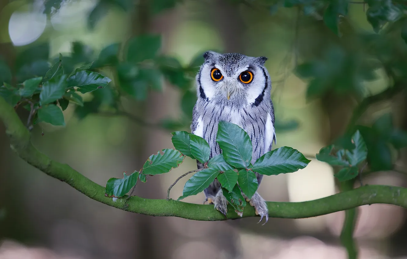 Photo wallpaper look, leaves, trees, branches, owl, bird, foliage, bokeh