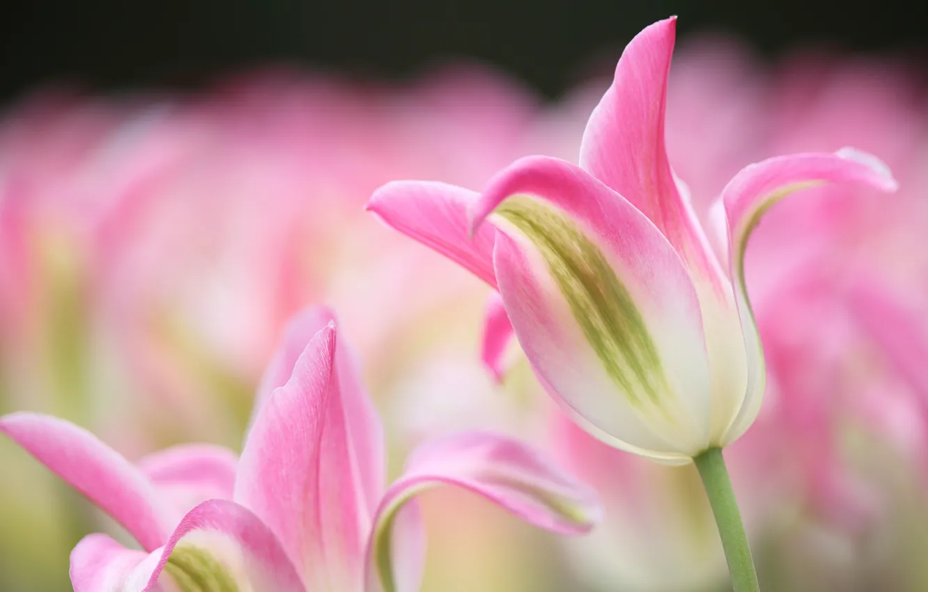 Photo wallpaper flowers, spring, Tulips, flowering