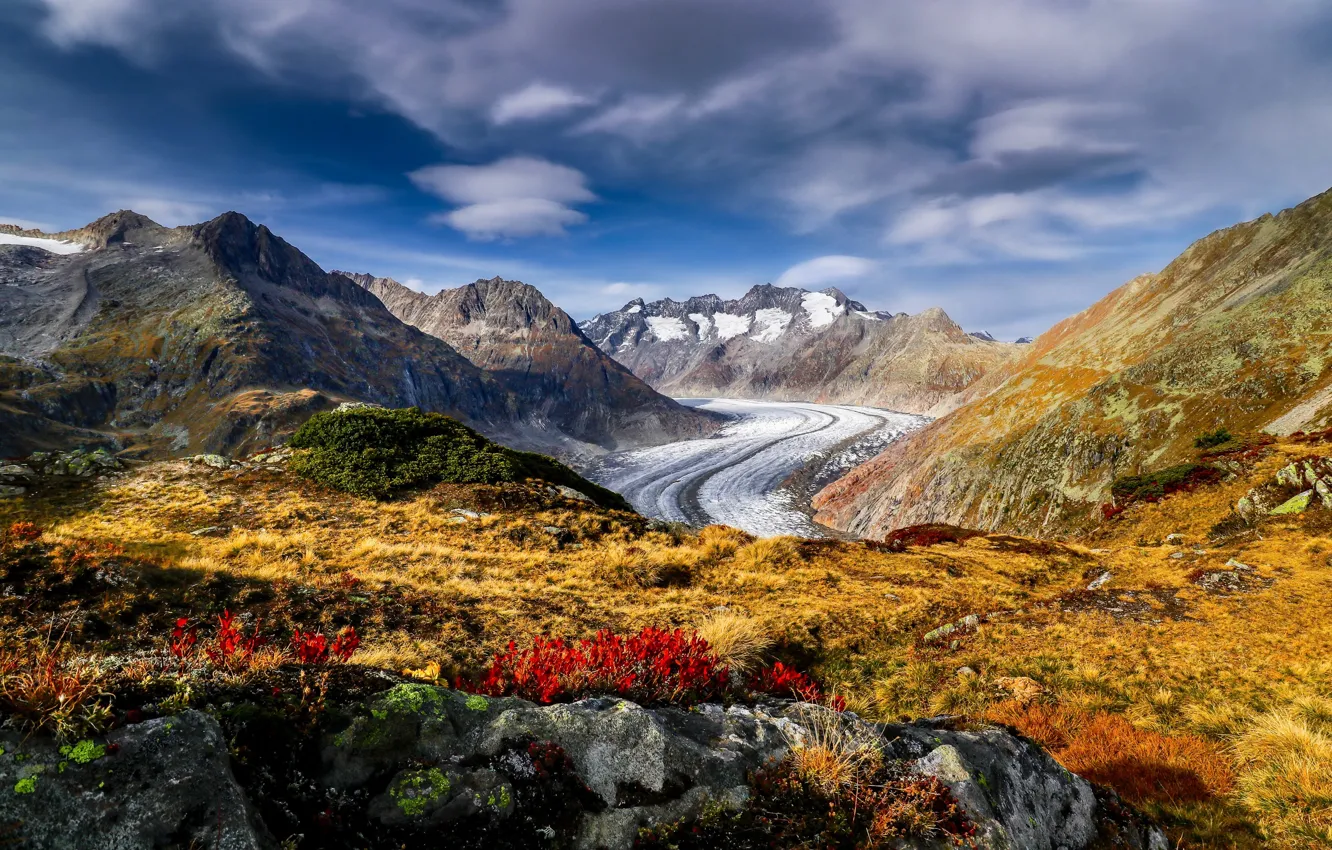 Photo wallpaper flowers, mountains, Switzerland, glacier, Alps, Switzerland, Alps, Aletsch glacier