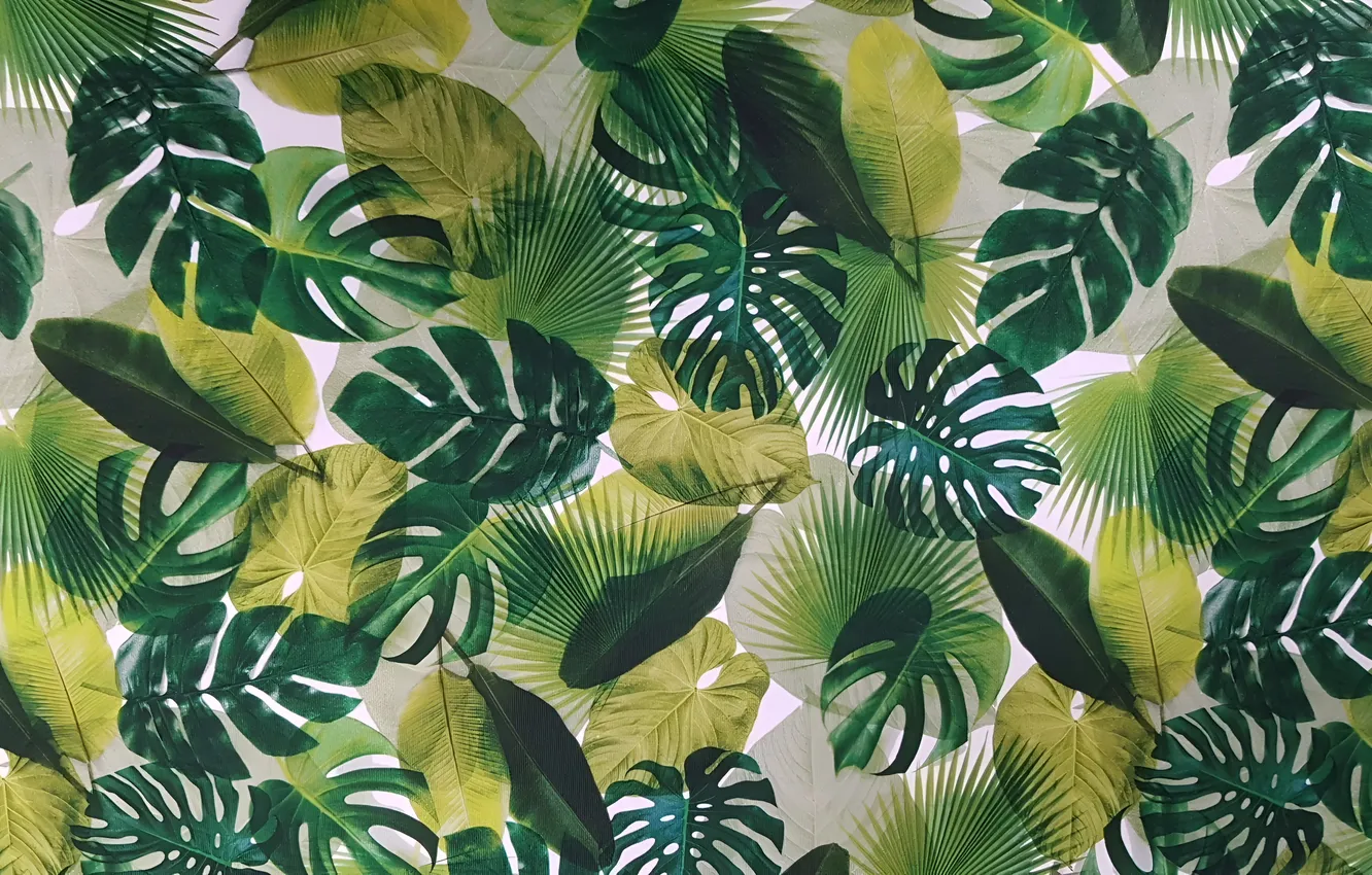 Photo wallpaper background, background, Tropical Leaves, Tropical Leaves