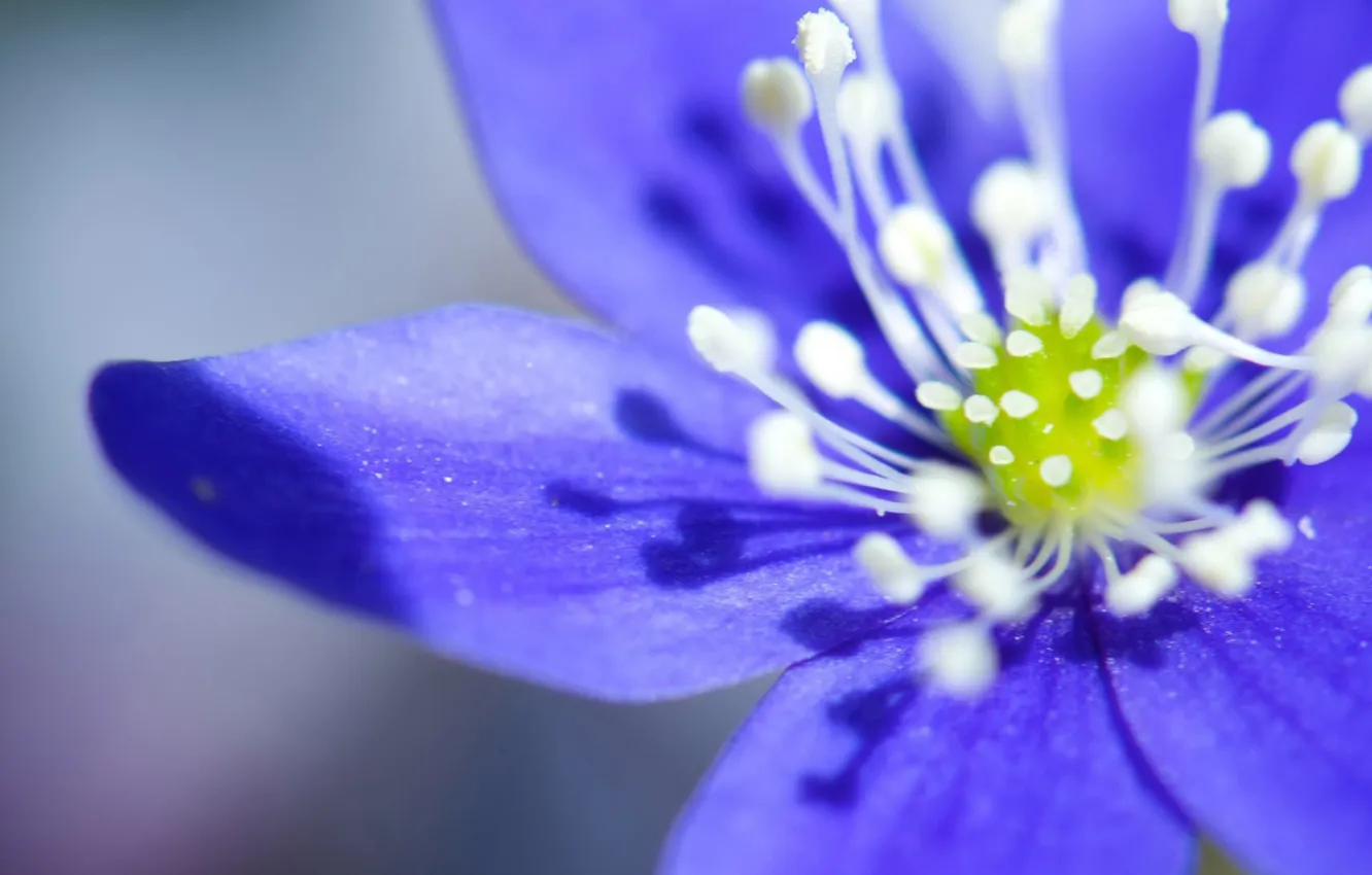 Photo wallpaper macro, flowers, blue, petals