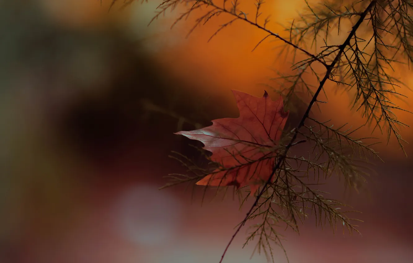 Photo wallpaper autumn, leaves, branches