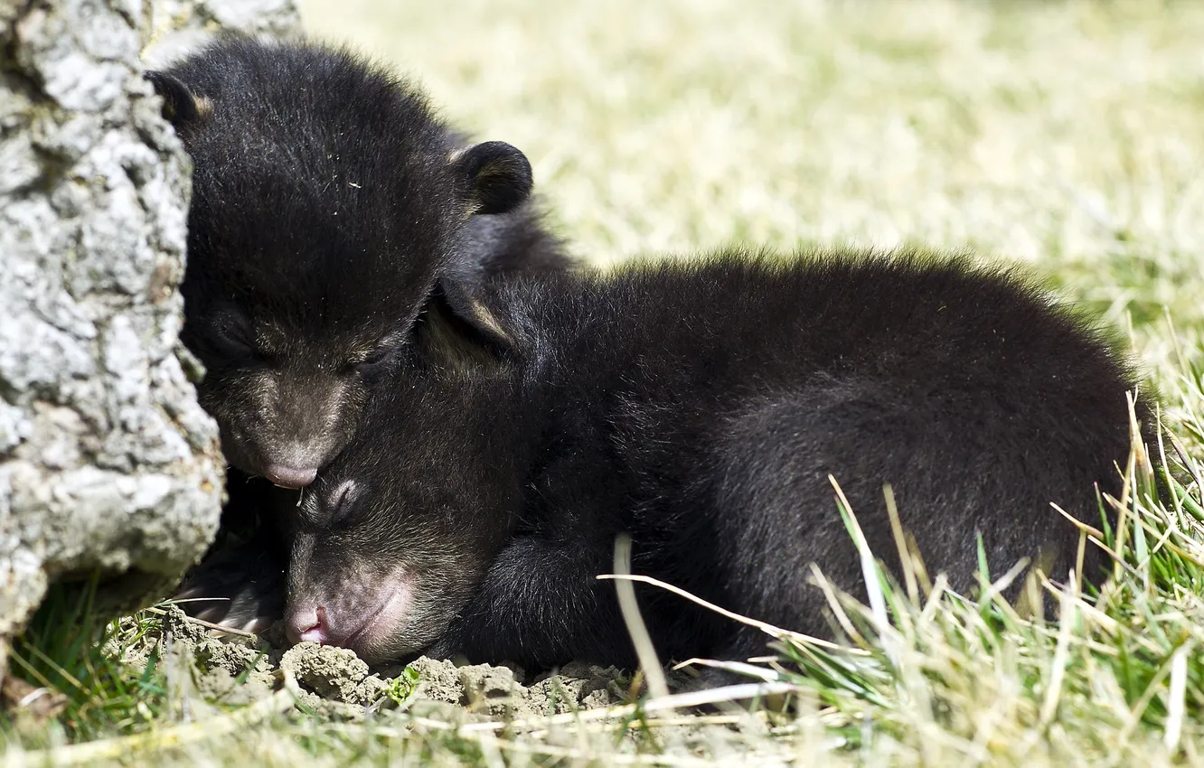 Photo wallpaper summer, nature, bear