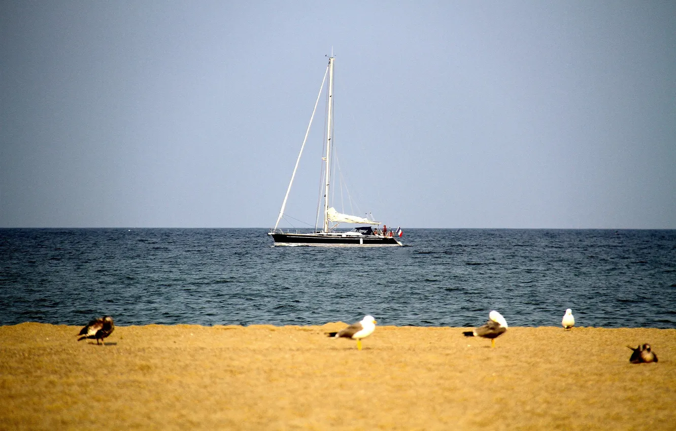 Photo wallpaper beach, the sky, seagulls, sailboat, horizon