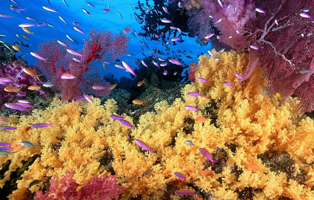 Photo wallpaper yellow, photo, fish, corals, purple
