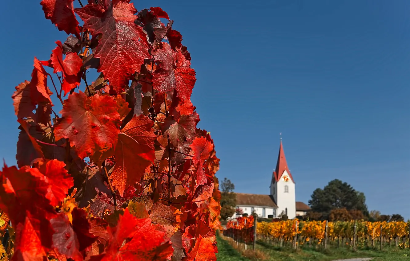 Photo wallpaper autumn, the sky, leaves, house, tower, Switzerland, Church, vineyard