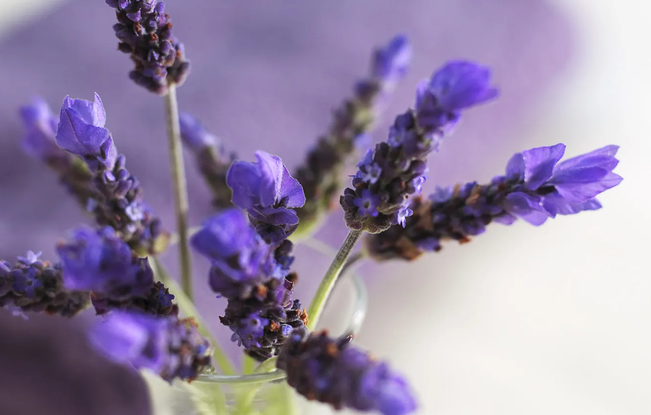 Photo wallpaper flowers, vase, gently, lavender