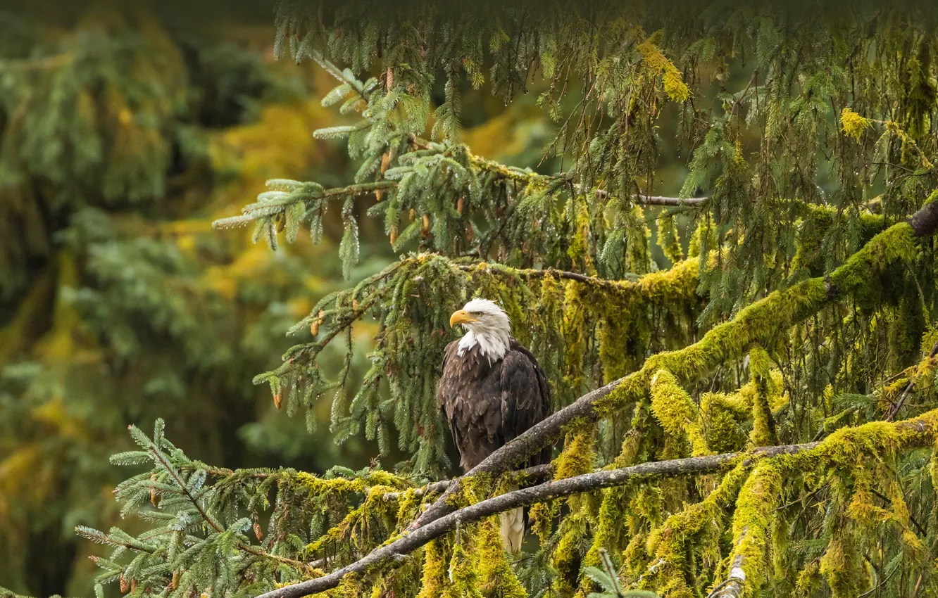 Photo wallpaper USA, Alaska, bald eagle, Tongass National Forest