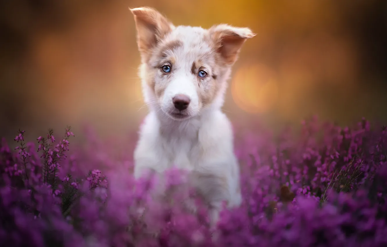 Photo wallpaper look, dog, puppy, face, Heather, The border collie