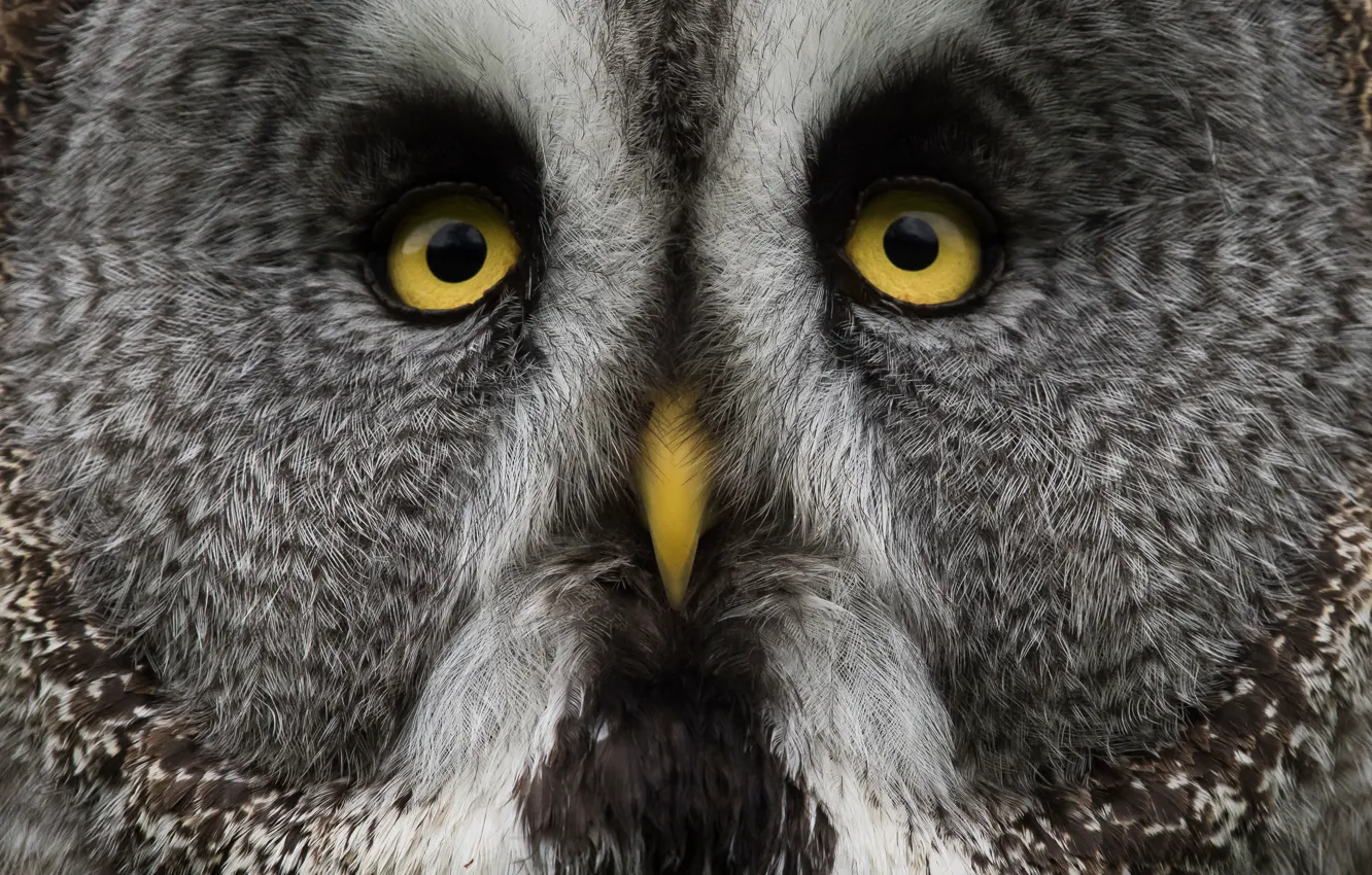 Photo wallpaper eyes, owl, bird, beak, great grey owl