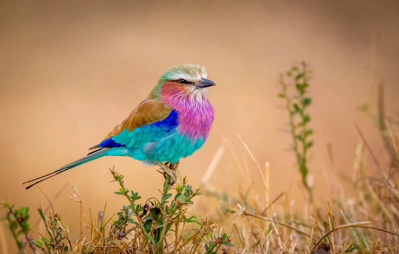 Photo wallpaper bird, colorful, Flying rainbow