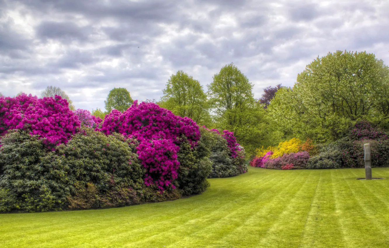 Photo wallpaper summer, trees, flowers, HDR, garden, trees, Azalea, Kenwood
