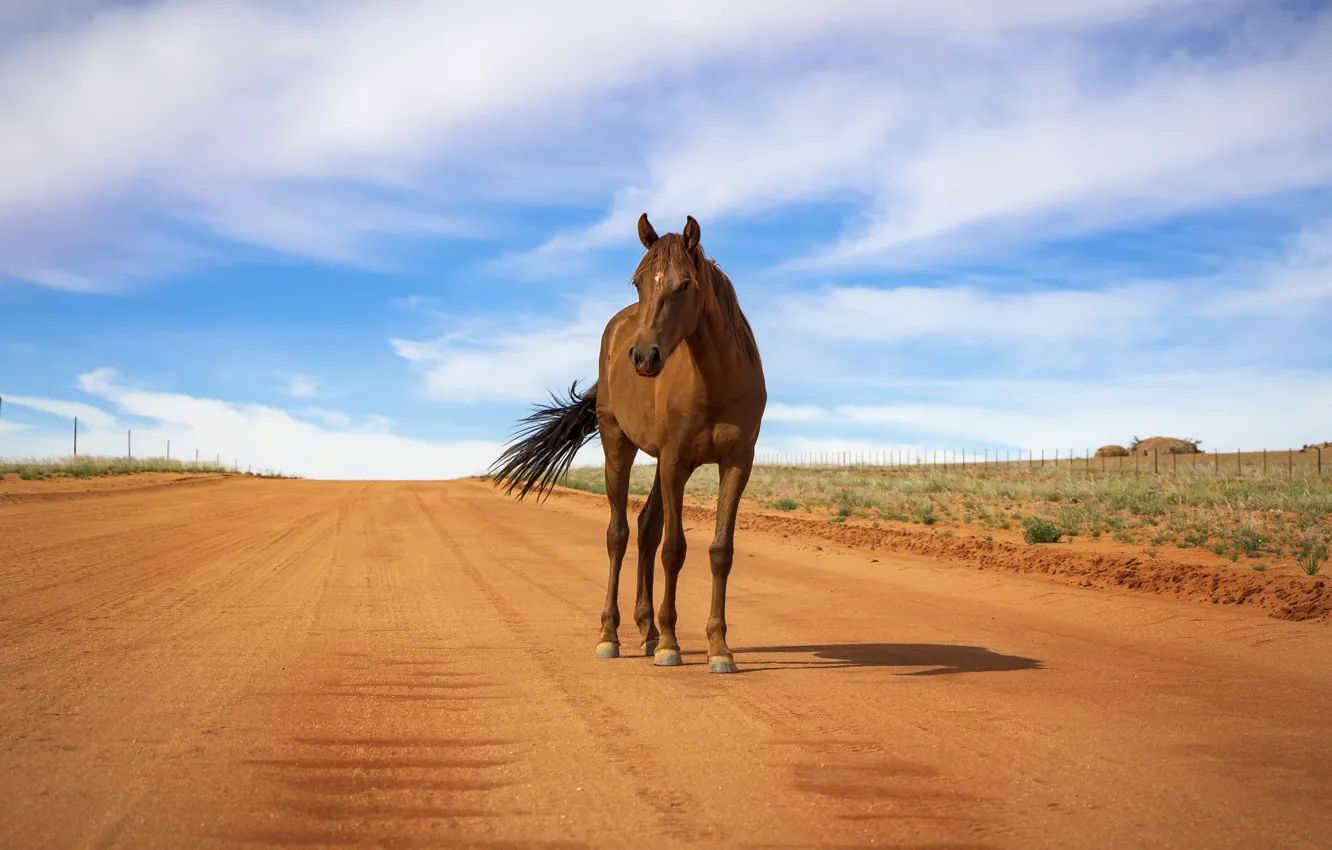 Photo wallpaper road, field, the sky, look, face, clouds, blue, horse