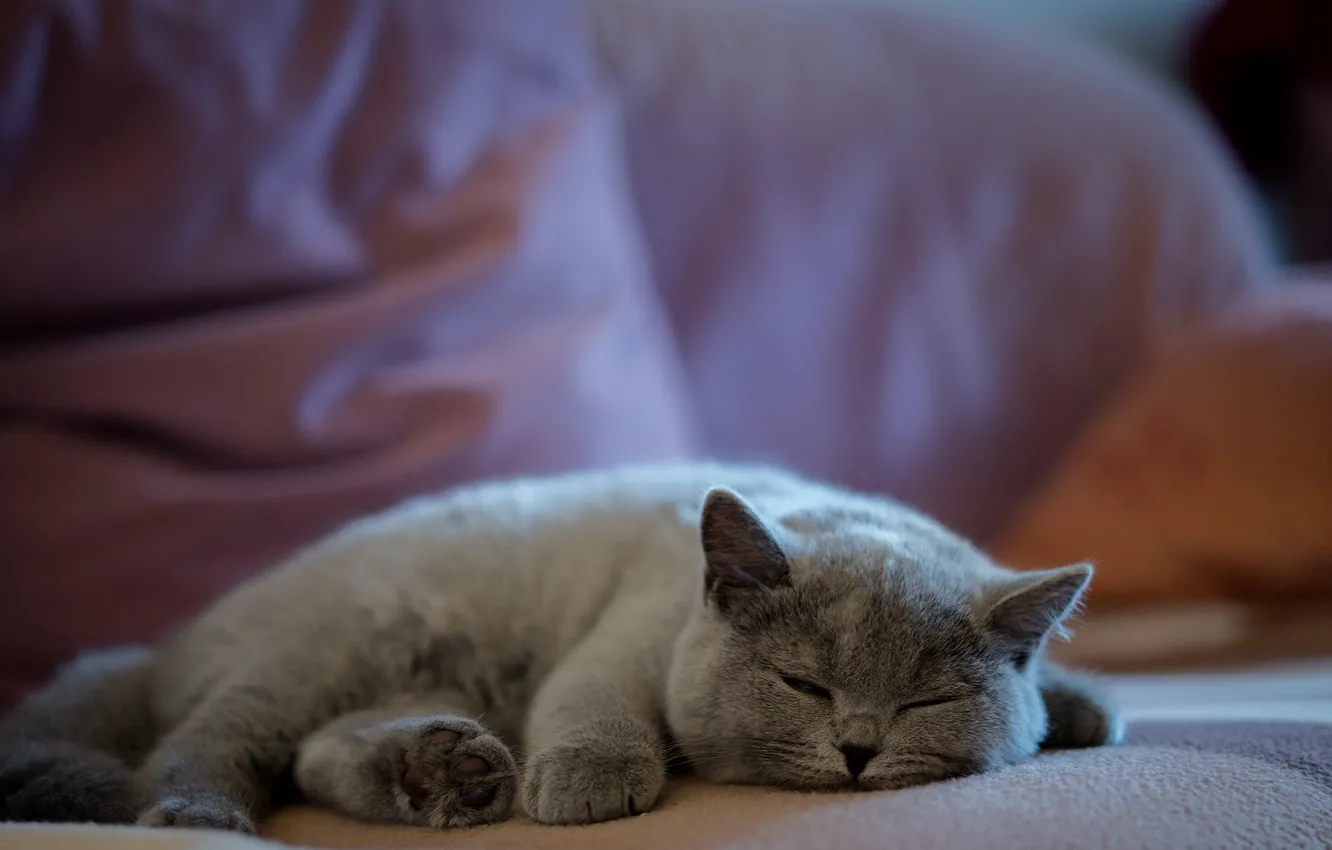 Photo wallpaper cat, cat, look, pose, face