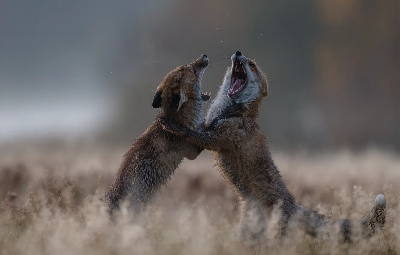Photo wallpaper field, grass, face, pose, two, teeth, battle, fight
