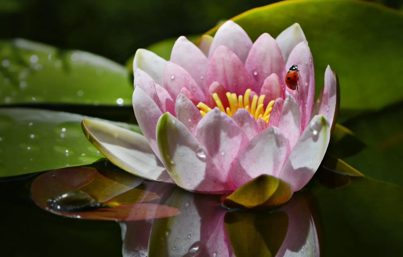 Photo wallpaper water, drops, macro, ladybug, Nymphaeum
