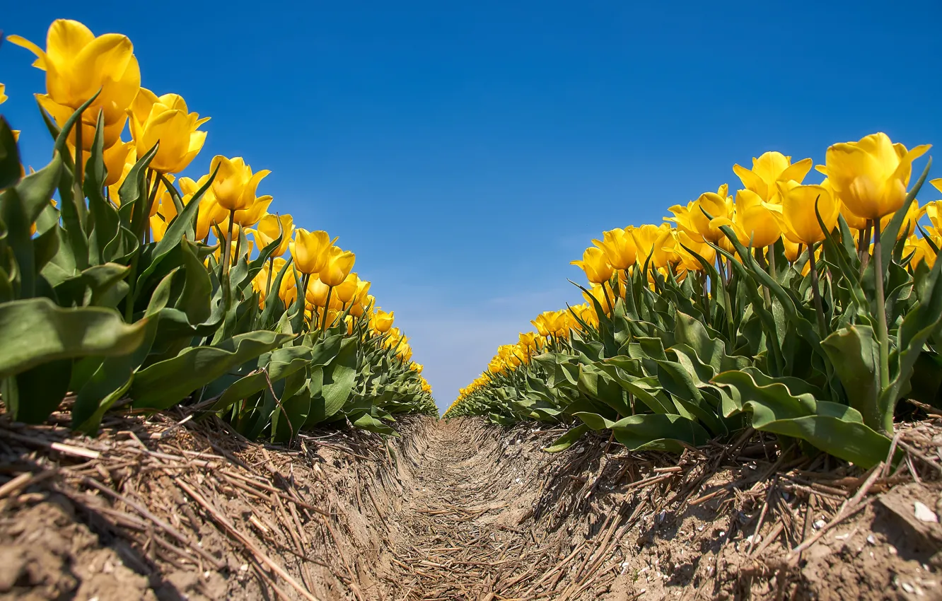 Photo wallpaper field, the sky, the sun, flowers, yellow, tulips