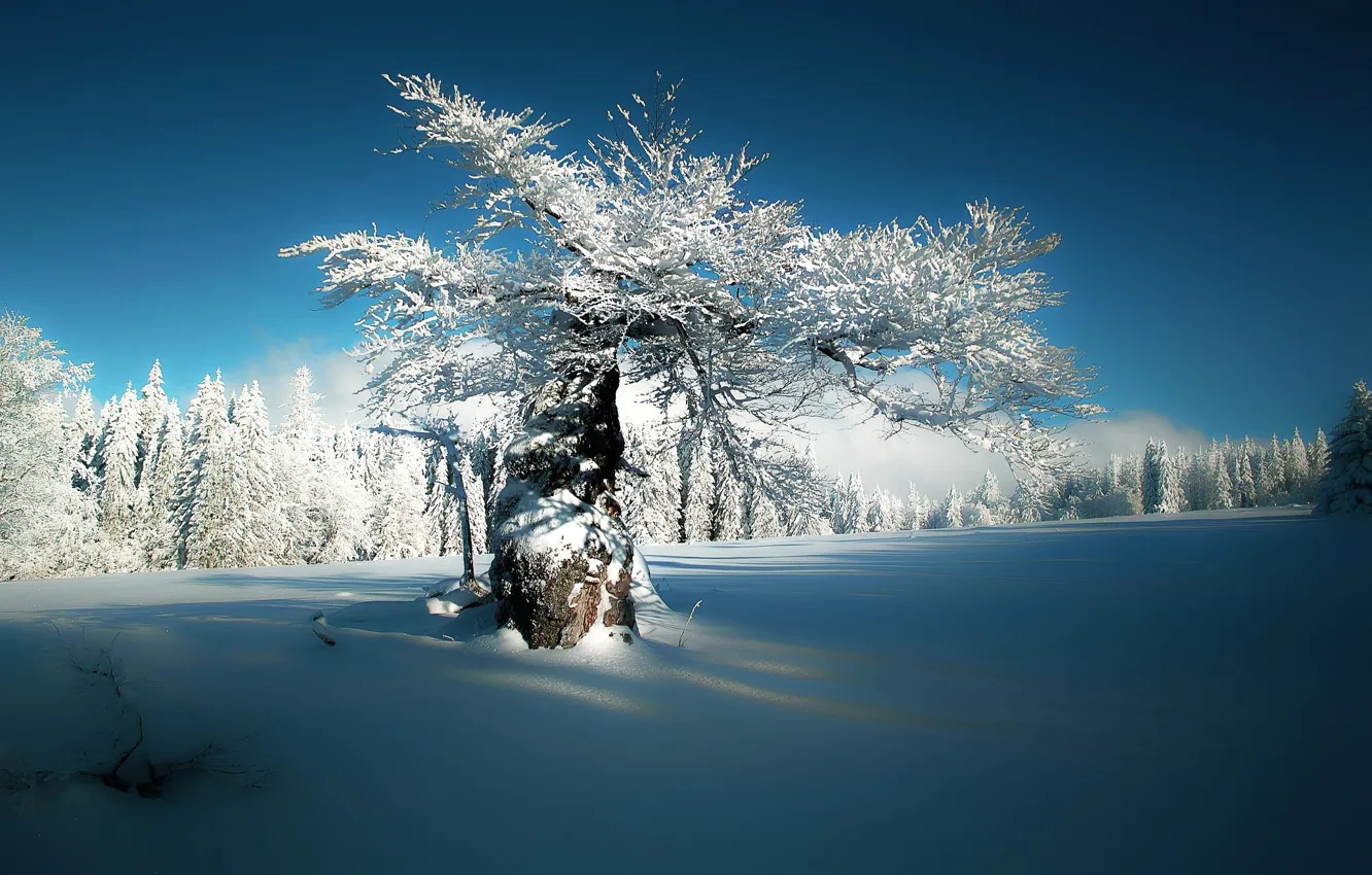 Photo wallpaper winter, the sky, snow, nature, silence, frost, Sunny day, tree in the snow