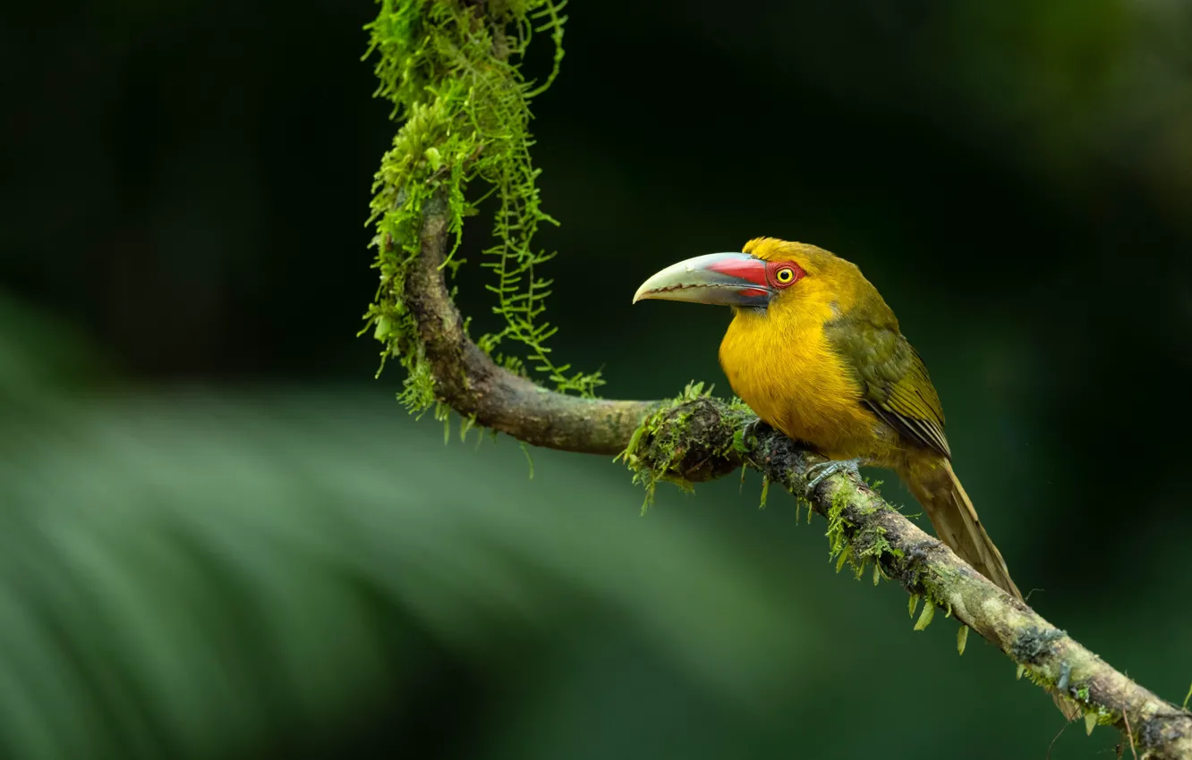 Photo wallpaper branches, bird, moss, Toucan, bokeh, blurred background