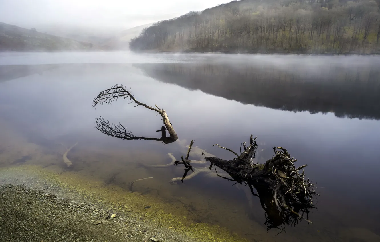 Photo wallpaper fog, river, tree
