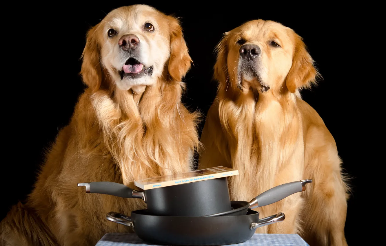 Photo wallpaper each, home, dog