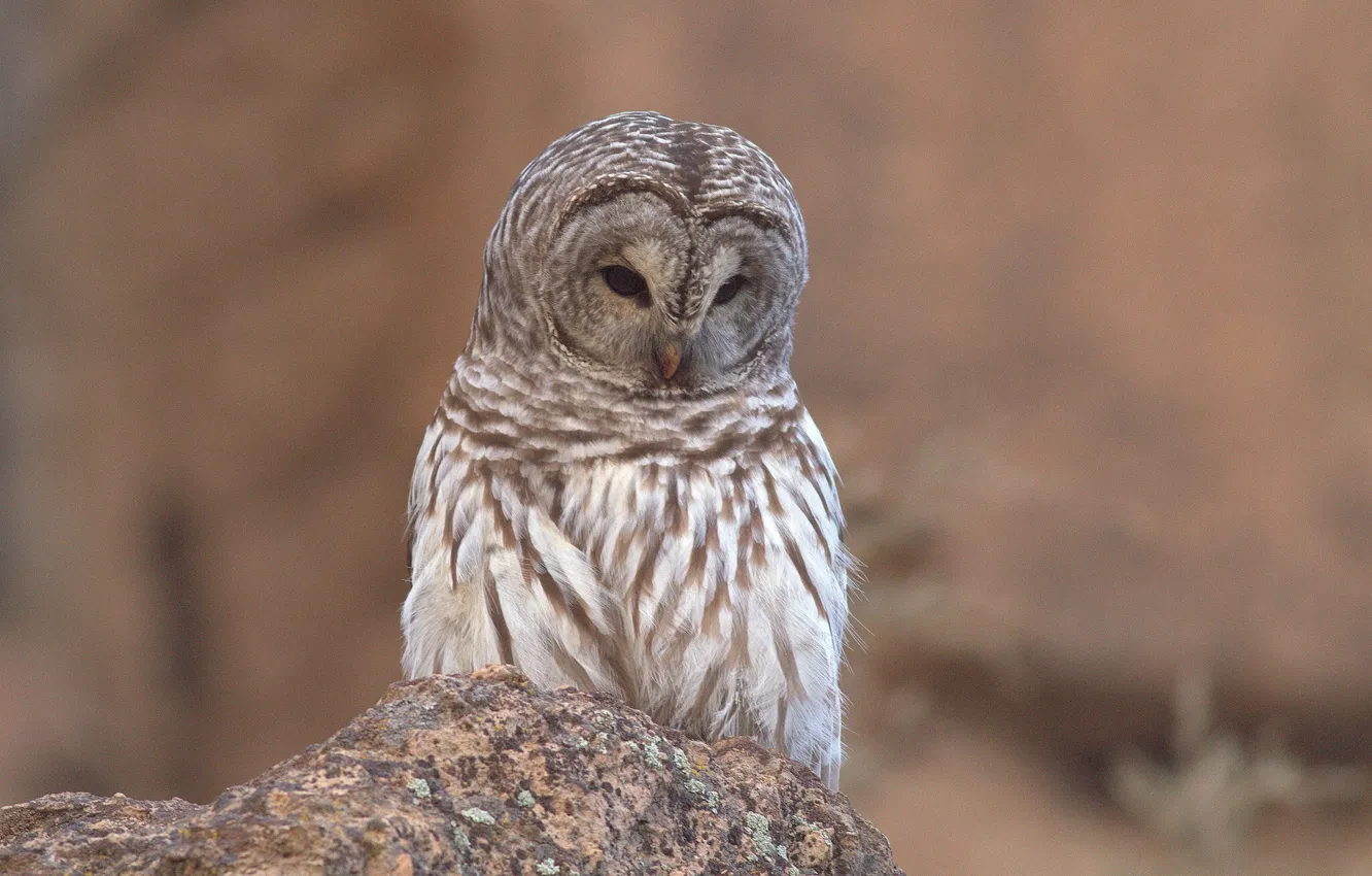Photo wallpaper owl, stone, a barred owl