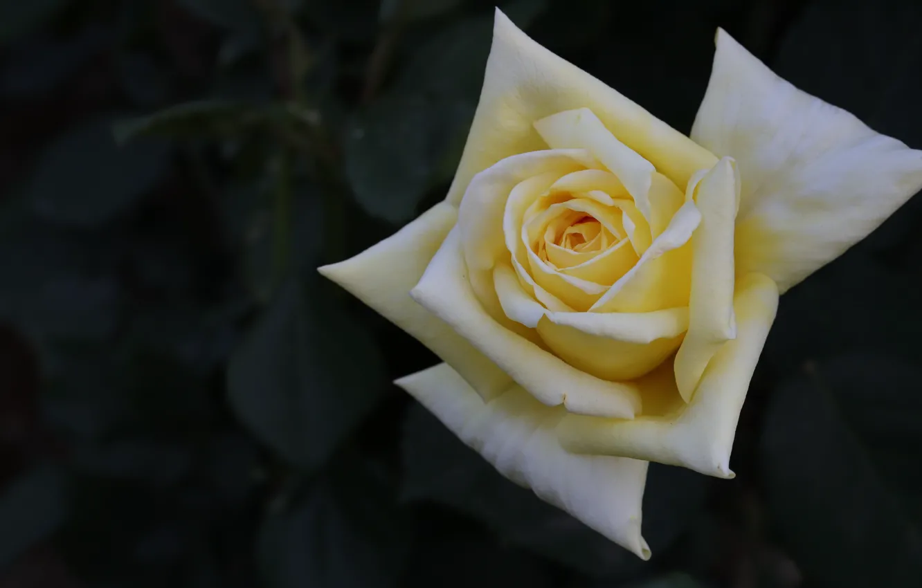 Photo wallpaper white, leaves, macro, flowers, yellow, the dark background, roses, petals