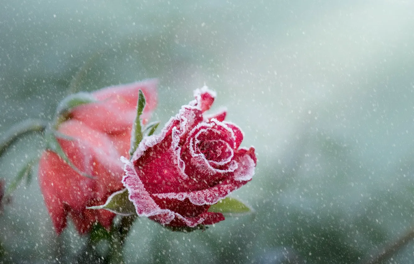Photo wallpaper flower, snow, rose