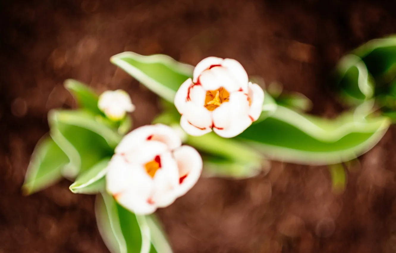 Photo wallpaper petals, tulips, white