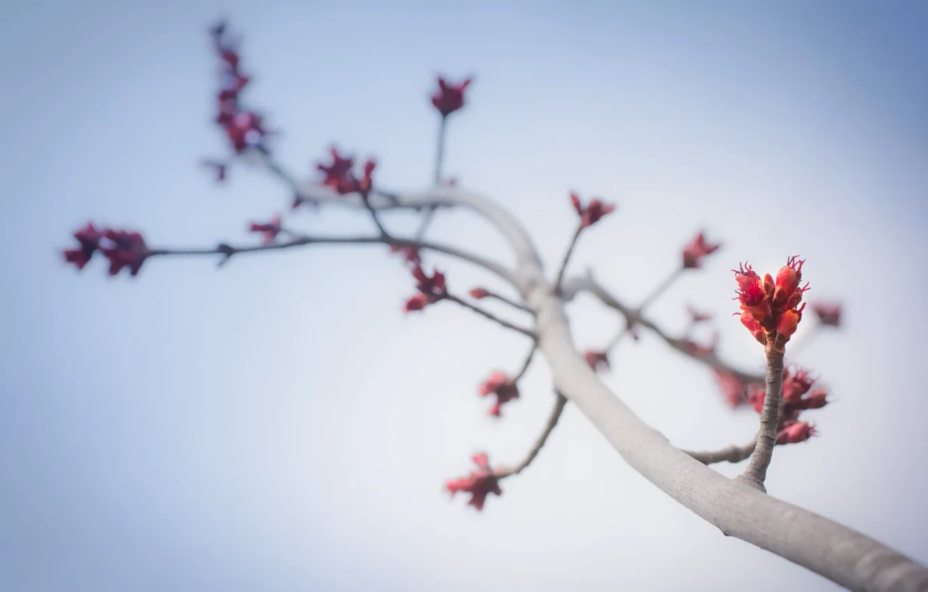 Photo wallpaper branches, nature, stem, buds