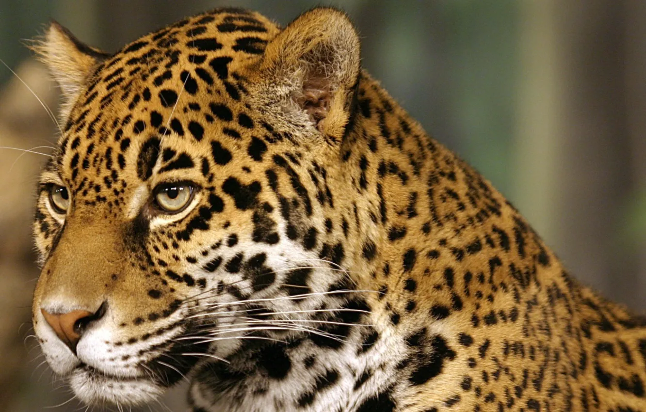 Photo wallpaper cat, Jaguar, spot, jaguar