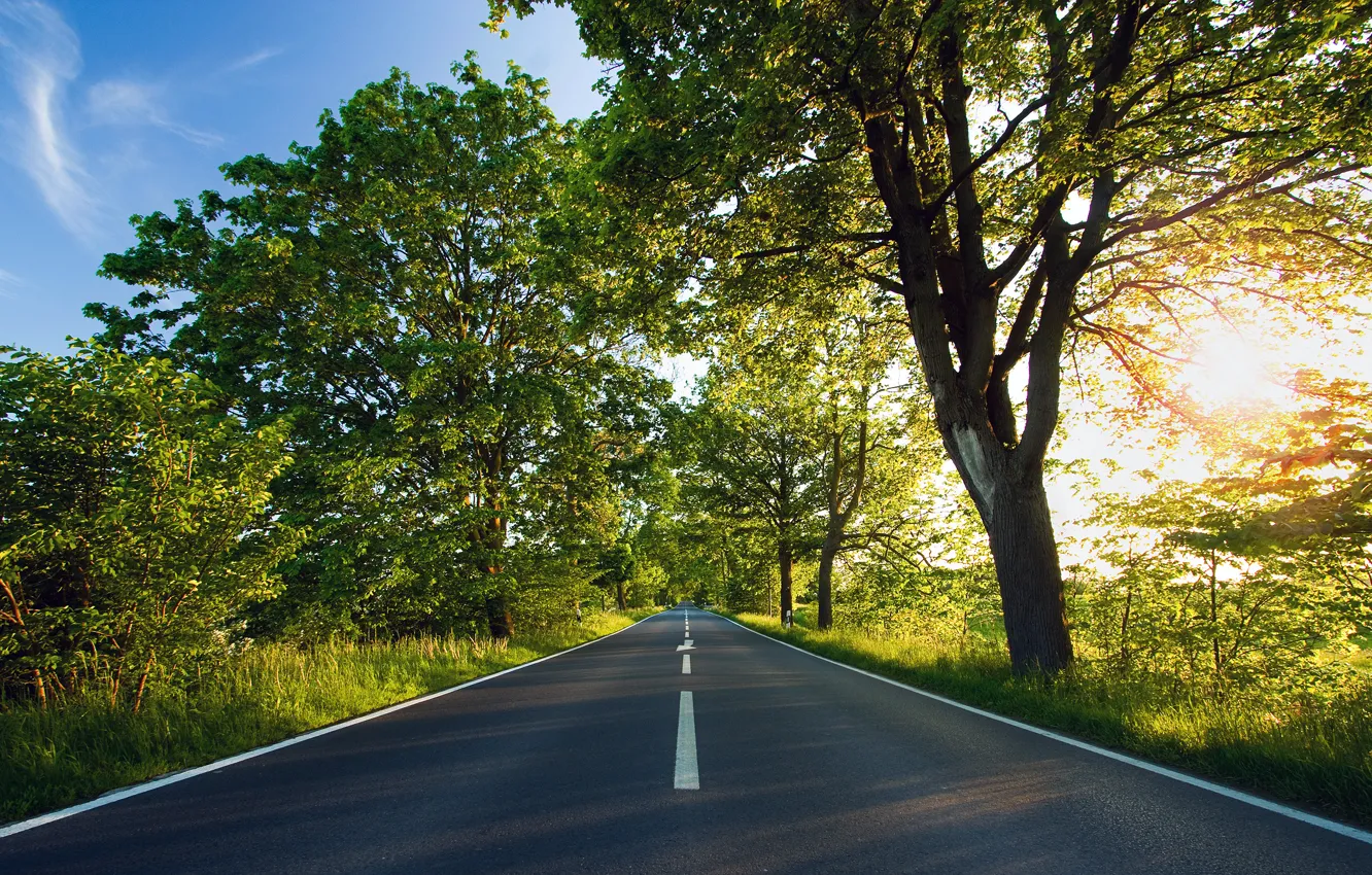 Photo wallpaper road, the sun, trees, green