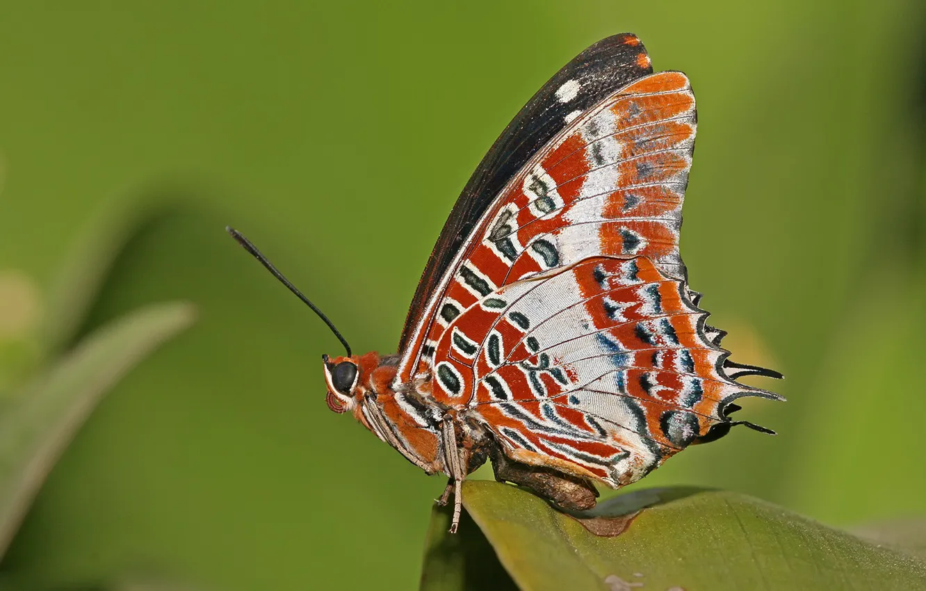 Photo wallpaper sheet, butterfly, wings
